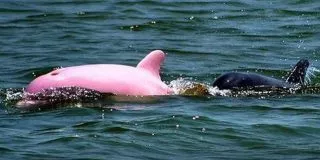 Albino Dolphin