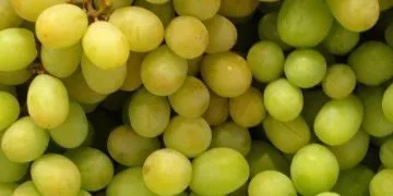 Facts About Grapes