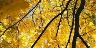 Yellow Trees