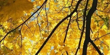 Yellow Trees