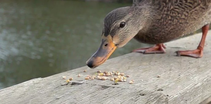 Ducks eat rocks.