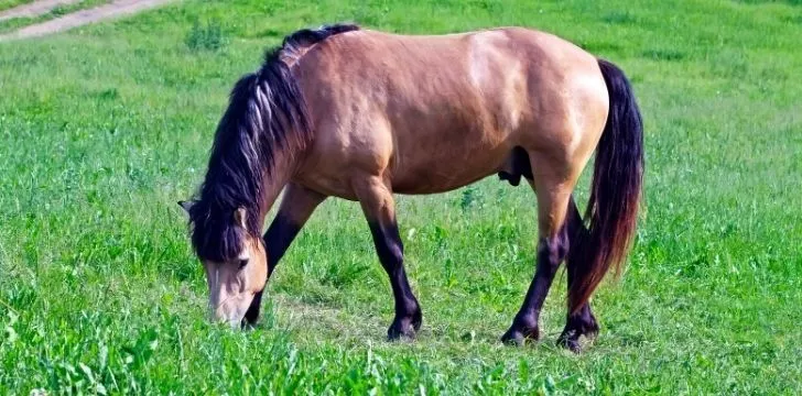 A horse eating grass