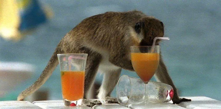St. Kitts Drunk Monkeys