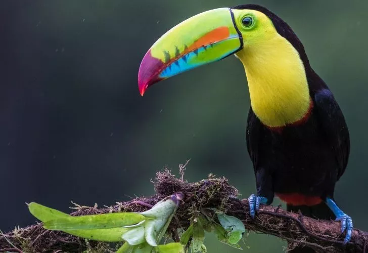 A toucan standing on a tree branch.