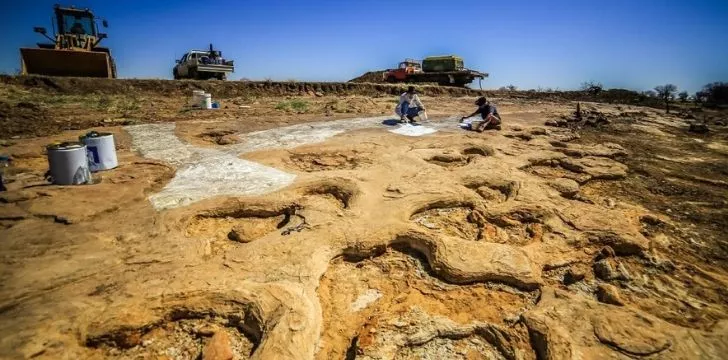 Massive dinosaur footprints in the soil