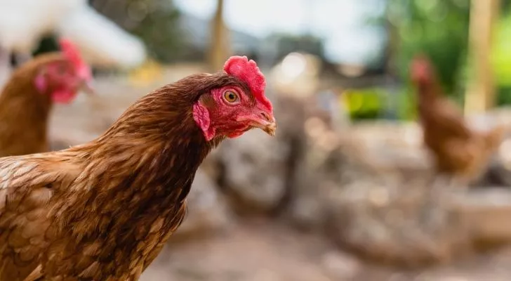 A closeup of a chicken's face