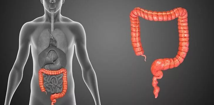 What is the purpose of the appendix?