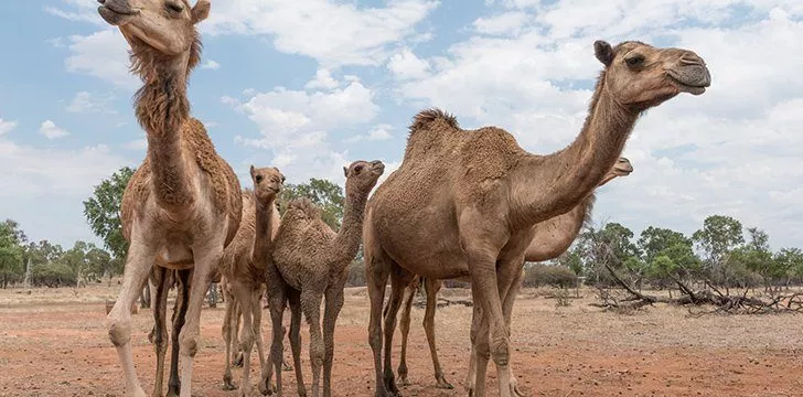 Humps developed on the back of camels as a response to their environment.