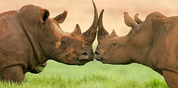 World Rhino Day is celebrated on 22nd September.