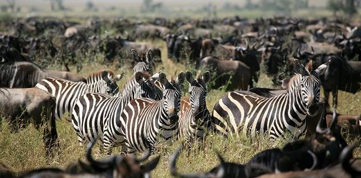 Kenya is home to a famous migration.