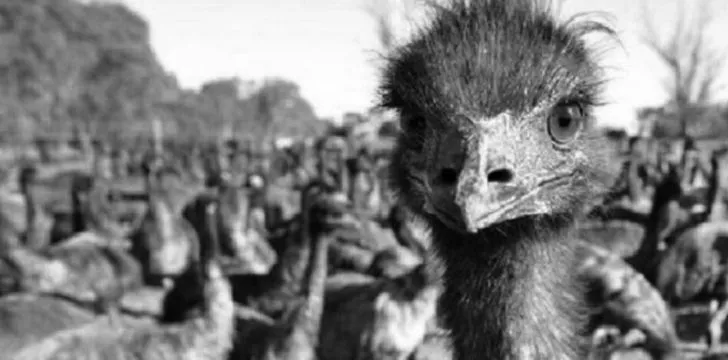 An emu staring closely at the camera with further emu's gathered behind
