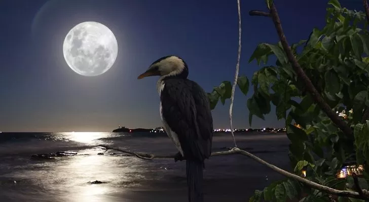 A bird perched on a tree with a huge super moon in the sky