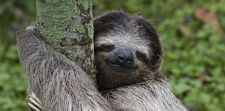 There’s more to a sloth’s smile than we think.