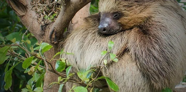 Sloths in the wild are much more active than we thought.