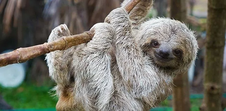 Fantastic Sloth Facts