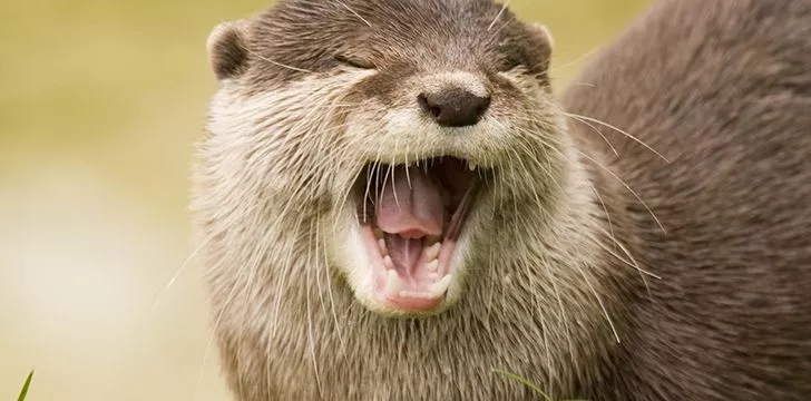 River otters rarely make their own homes.