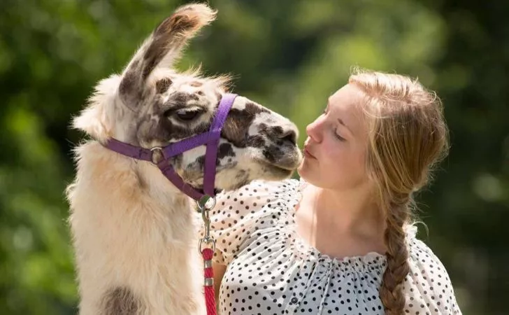 Llama being friendly with a young woman.