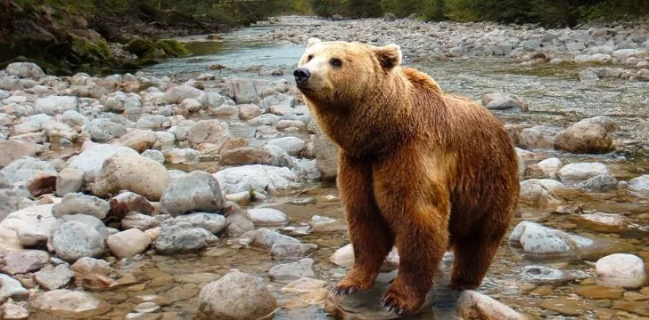 A bear standing in a shallow river