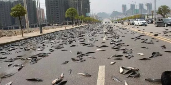 a highway coated with fish from the sky
