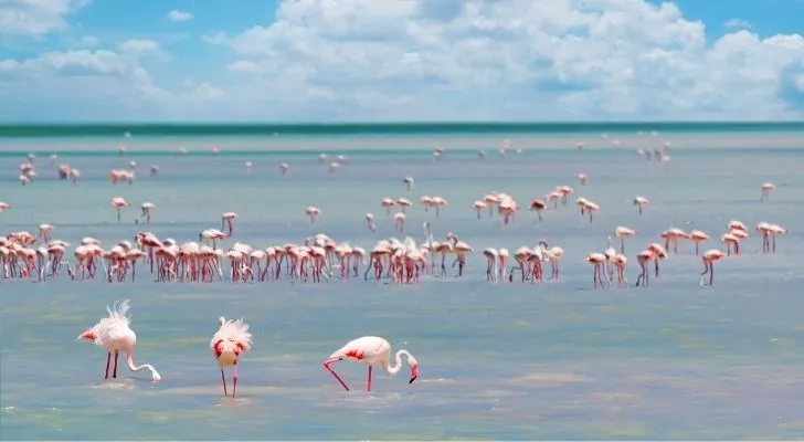 A large flock of flamingos