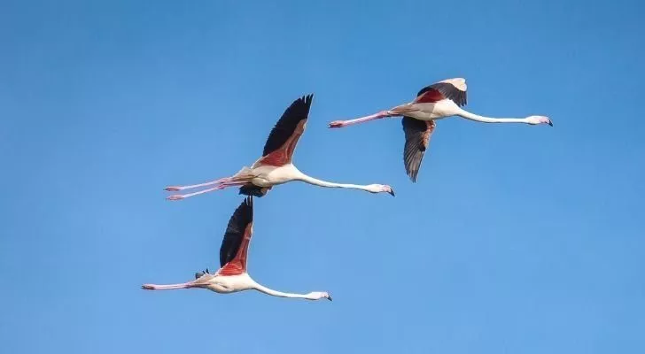 Three flamingos flying in the sky with their legs straight out behind them
