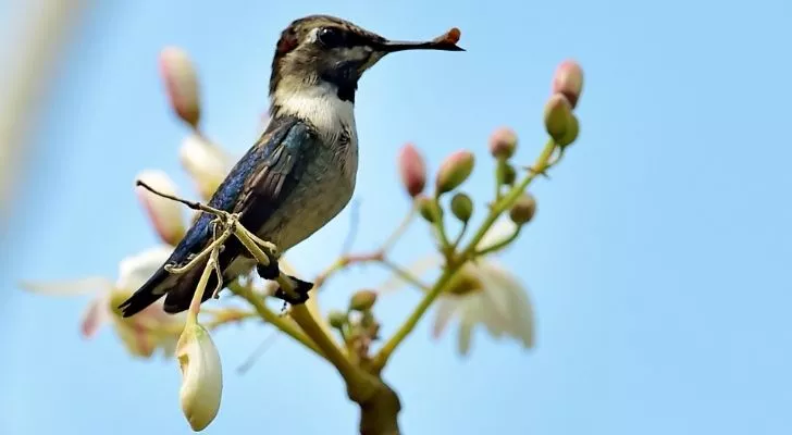 A Mellisuga helenae hummingbird