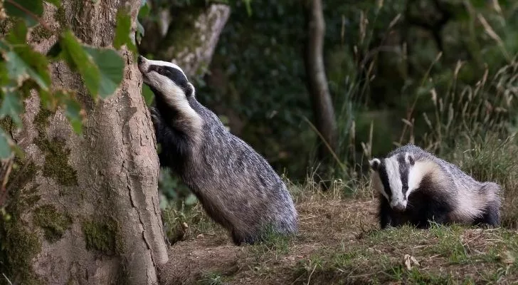 Two badgers in the United Kingdom